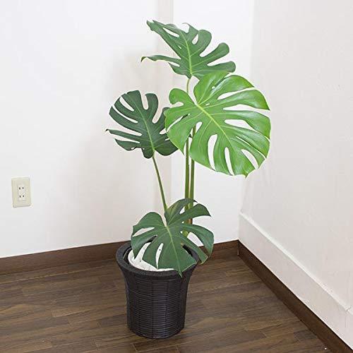 アウトレット送料無料 モンステラ 高さ75cm 95cm 白陶器鉢 黒鉢カバー 生花 観葉植物 内祝い Www Tiebreak Fr