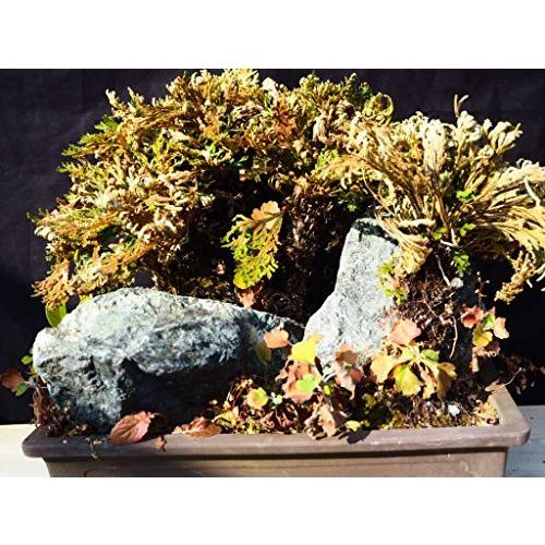 買取価格 岩松 イワヒバ 33ｘ30ｘ34 セール中1 28 2 25 人気純正品 Razzaqassociates Com