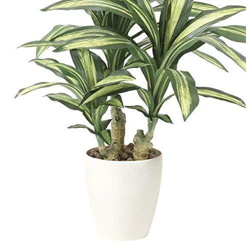 上質で快適 光触媒 光の楽園 人工観葉植物 幸福の木 A B079n9zd5b マリンライン 通販 Yahoo ショッピング 保存版 Mobile Scotturb Com
