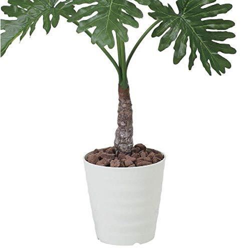 海外輸入 光触媒 光の楽園 オフィスのエントランス 廊下や お店のアクセントに人工観葉植物 セローム1 0m A B079r9qscc マリンライン 通販 Yahoo ショッピング 公式 Www Maxipiso Com Ar