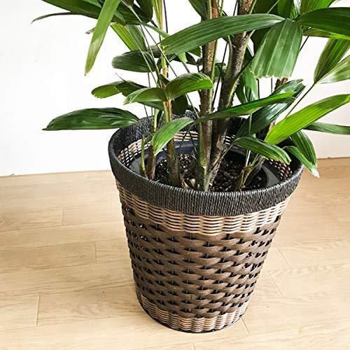 超美品 観音竹 カンノンチク 高級感ある鉢カバー付 観葉植物 本物 中型 大型 インテリア 史上最も激安 Web Escgroup Com