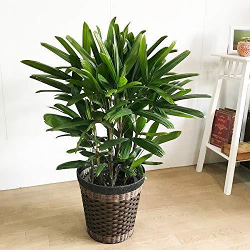 超美品 観音竹 カンノンチク 高級感ある鉢カバー付 観葉植物 本物 中型 大型 インテリア 史上最も激安 Web Escgroup Com
