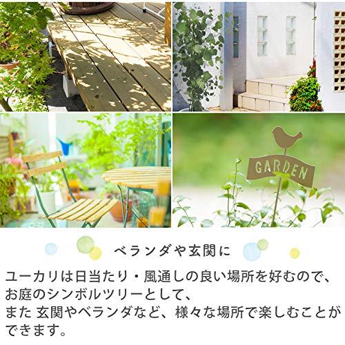 新春セール ユーカリ・グニー 中型8号 鉢植え 鉢カバー付き (鉢カバーB（マーブル）) 【P2146120052】(11700円)