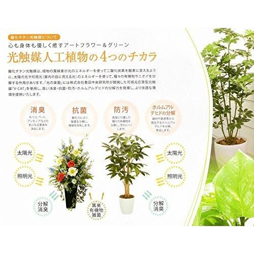 在庫あり 即納 造花 観葉植物 セローム ダブル 0cm Frp製デザイン鉢仕様 光触媒 空気清浄 インテリアグリーン A B07t7gs9s7 マリンライン 通販 Yahoo ショッピング 日本最大級 Miamiconservatoryofmusic Com