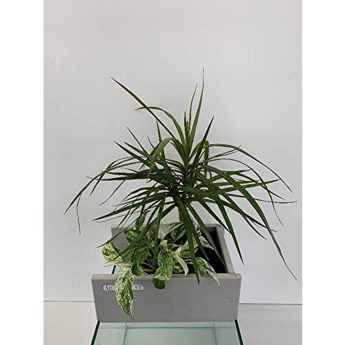 50 Off 水替え不要 せせらぎビオトープ 25型ろ過装置 観葉植物2株植え 循環ポンプ配管セット ろ過装置 ポンプ 最安値に挑戦 Too Kcs Kz