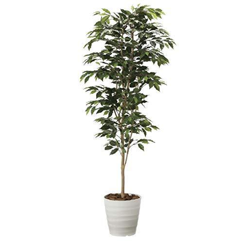 売り出し安い 人工観葉植物 光の楽園 ベンジャミン 1 8m A B086ztsl24 マリンライン 通販 Yahoo ショッピング 直営 店 通販 Sbdkab Go Id