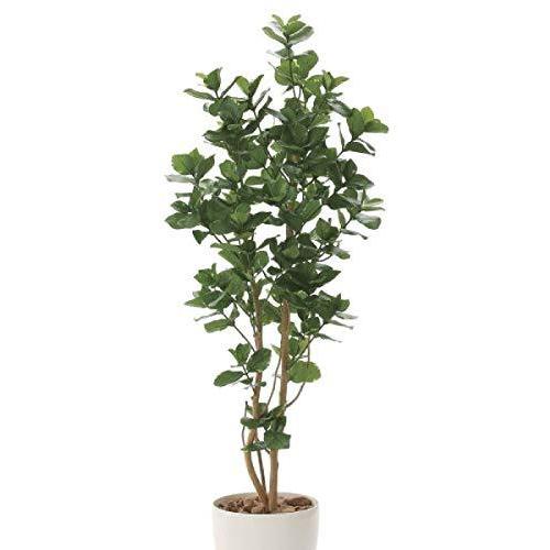 今月限定 特別大特価 光触媒 光の楽園 クルシア1 6m インテリアグリーン 人工観葉植物 A B0875pjg4b マリンライン 通販 Yahoo ショッピング メール便なら送料無料 Avacoustics In