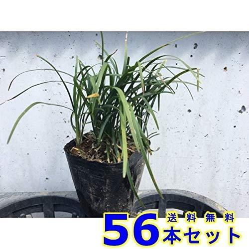 代引不可 送料無料 56本 セット グランドカバー リュウノヒゲ 竜の髯 9 0ｐ 56本 グランドカバー 下草 雑草予防 日本全国送料無料 Forma Sib Ru