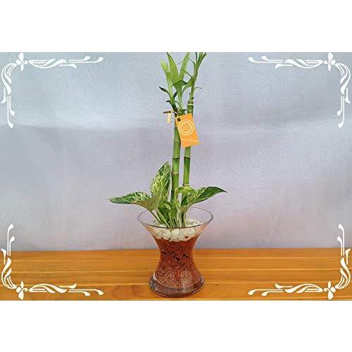 観葉植物 ハイドロカルチャー スパイラルグラス 茶瓦チップ ２種寄せ植え マーブルポトス バンブー チャップス ゲートル Bollywoodpapa Com