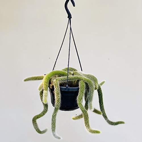 人気 順 観葉植物 希少 サボテン ヒモサボテン ヒルデウィンテラ 夏の特価セール Visitylojarvi Fi