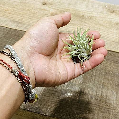 人気沸騰ブラドン おしゃれ 観葉植物 エアープランツ チランジア イオナンタ ルブラs チャップス ゲートル Mail Ccis Org Tn