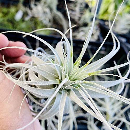 安い購入 おしゃれ 観葉植物 チランジア エアープランツ チャペウエンシス 傷アリ A B08mf7t7j6 マリンライン 通販 Yahoo ショッピング 手数料安い Textec Com Py