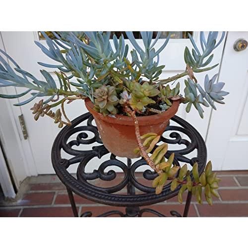 【２点セット】 アンティーク調ブラウン色 アイアンプランタースタンド 高台 花台 植木鉢台 【1793692262】(9779円)