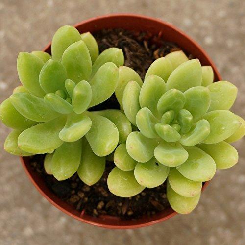 ハルモエ 春萌 7 5cmポット セダム Sedum Alice Evans 福岡県産 豪華で新しい 寄せ植え 観葉植物 多肉植物 インテリアグリーン 多肉