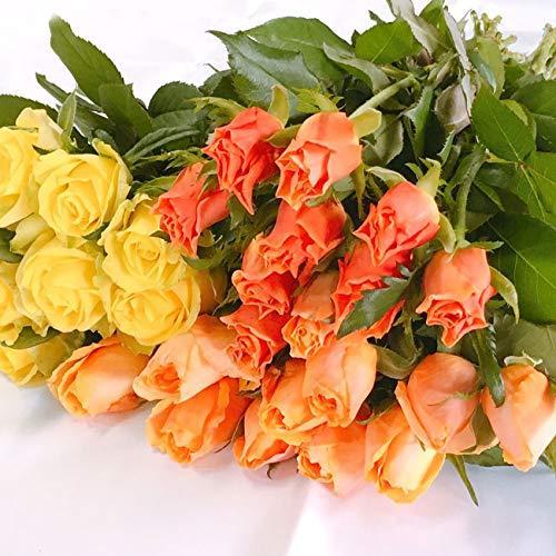 激安通販 株式会社丸俊 バラ 黄色オレンジ系 元気いただきますプロジェクト 切り花 大沼バラ園 寒河江市産 山形県 30本 生花 Www Abccapitalbank Co Ug