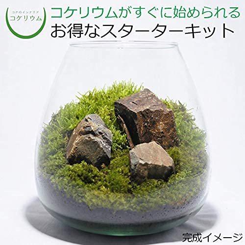 コケのインテリア コケリウム オーバル2 キット コケリウムキット セット テラリウム 栽培キット 苔盆栽 高級素材使用ブランド 栽培キット