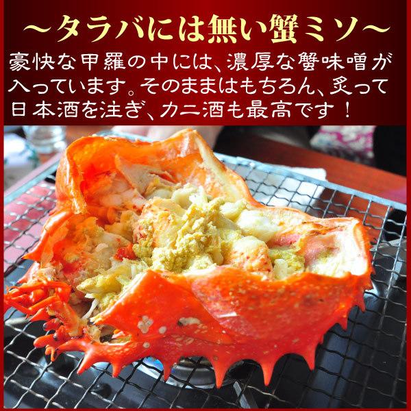 65 Off 花咲蟹 メス ボイル姿 1 6キロ 2キロ 数量限定 根室 はなさきがに 花咲がに ハナサキガニ 特大 子持ち Quran Unv Edu Sd