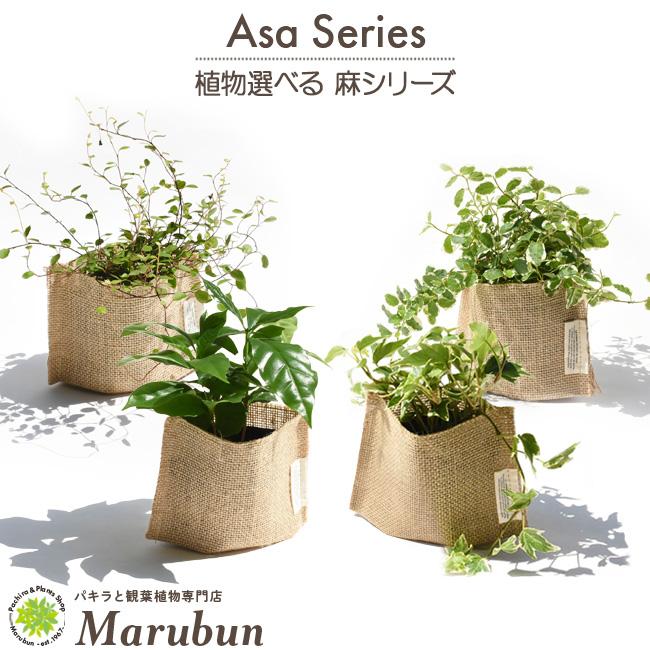 観葉植物 おしゃれな 麻シリーズ アイビー ヘデラ コーヒーの木 シュガーバイン プミラ ワイヤープランツ Asa パキラと観葉植物専門店 Marubun 通販 Yahoo ショッピング