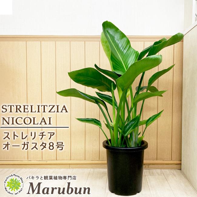 ストレリチア オーガスタ Camaramaravilhas Mg Gov Br