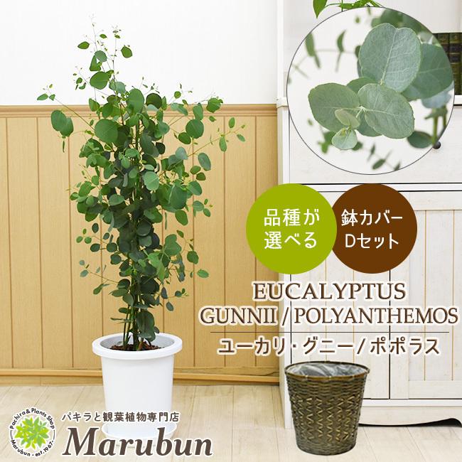 正規取扱店 ユーカリ グニー ポポラス 8号 鉢カバーd付き