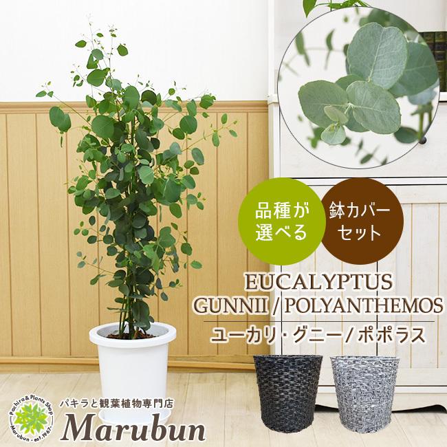 人気ブランド新作豊富 ユーカリ グニー ポポラス 8号 選べる鉢カバー E F付き