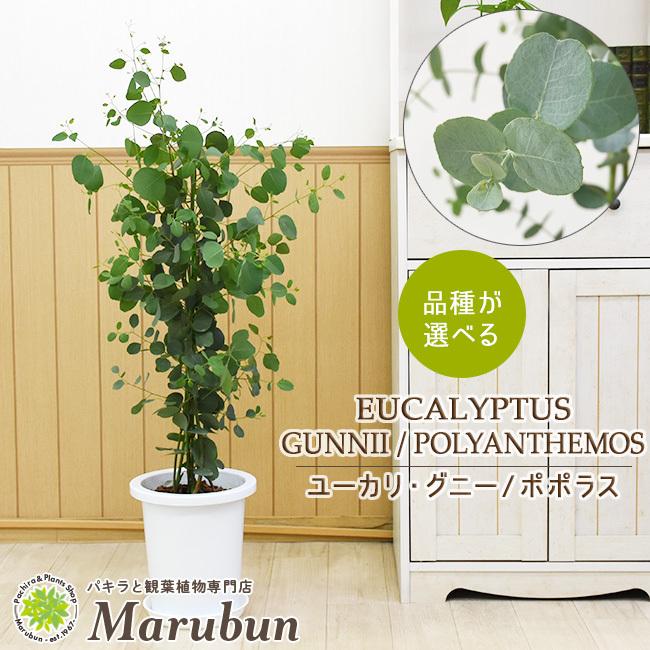 ユーカリ グニー ユーカリ ポポラス 8号 鉢カバーなし Eucalyptus Z パキラと観葉植物専門店 Marubun 通販 Yahoo ショッピング