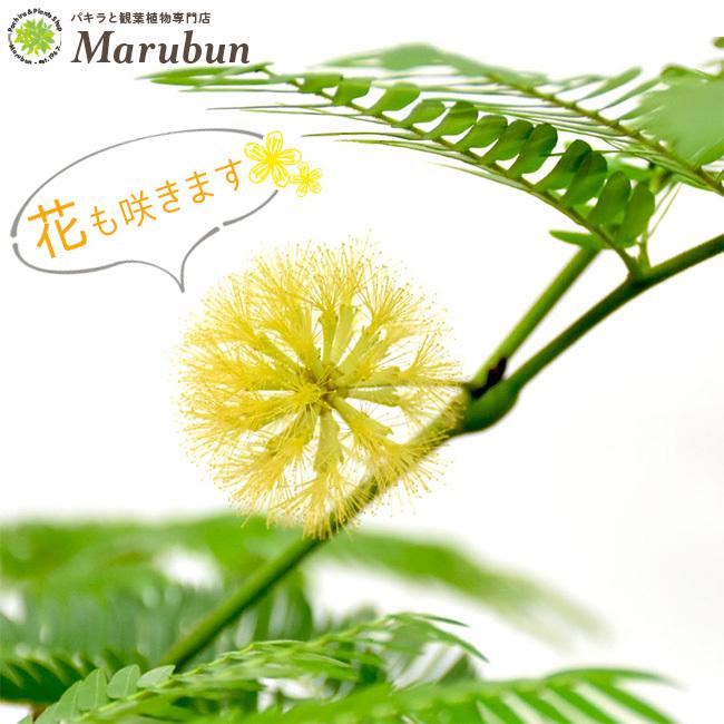 エバーフレッシュ 8号 鉢カバーなし Ever8 Z パキラと観葉植物専門店 Marubun 通販 Yahoo ショッピング