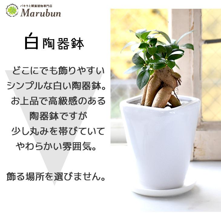 840円 激安アウトレット 多幸の樹 ガジュマル ミニサイズ 選べる陶器鉢