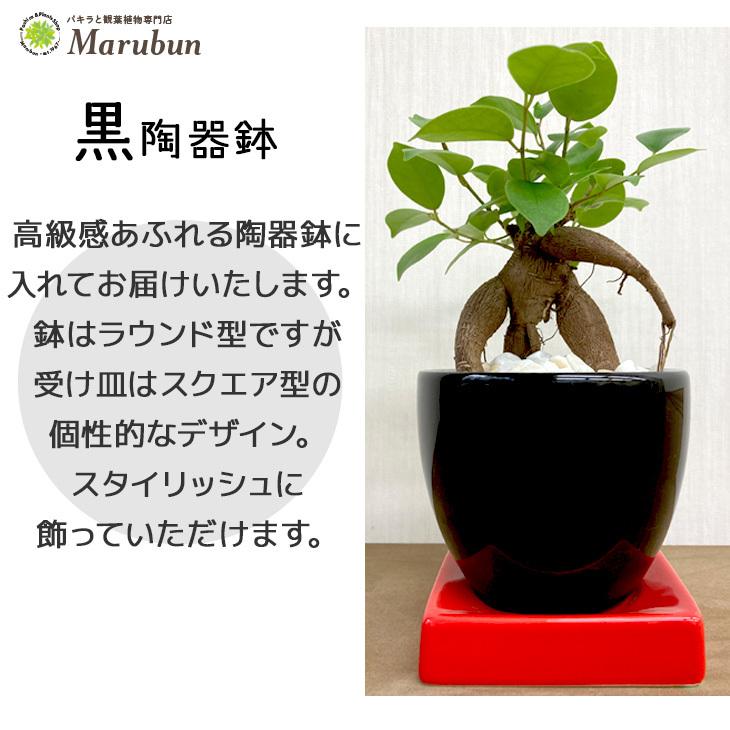 840円 激安アウトレット 多幸の樹 ガジュマル ミニサイズ 選べる陶器鉢