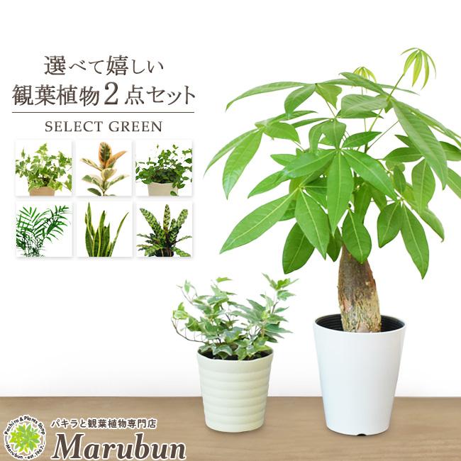 在庫限り 選べる観葉植物 2点セット インテリア おしゃれ パキラ ローレンチ ゴムの木 アイビー ポトス オーガスタ テーブルヤシ