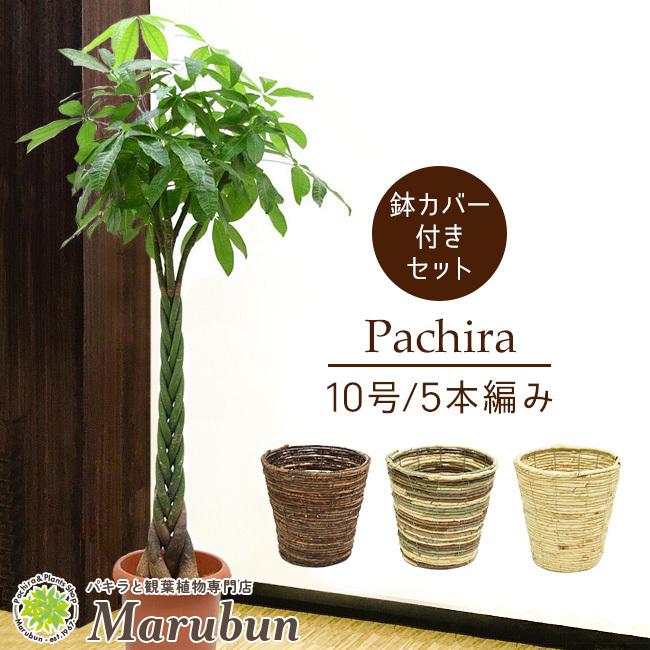 アウトレット 店舗 東京 スタンダード品 パキラ 10号 5本編み仕立て 選べる鉢カバーa B C付き 日本安心 Bihist Com