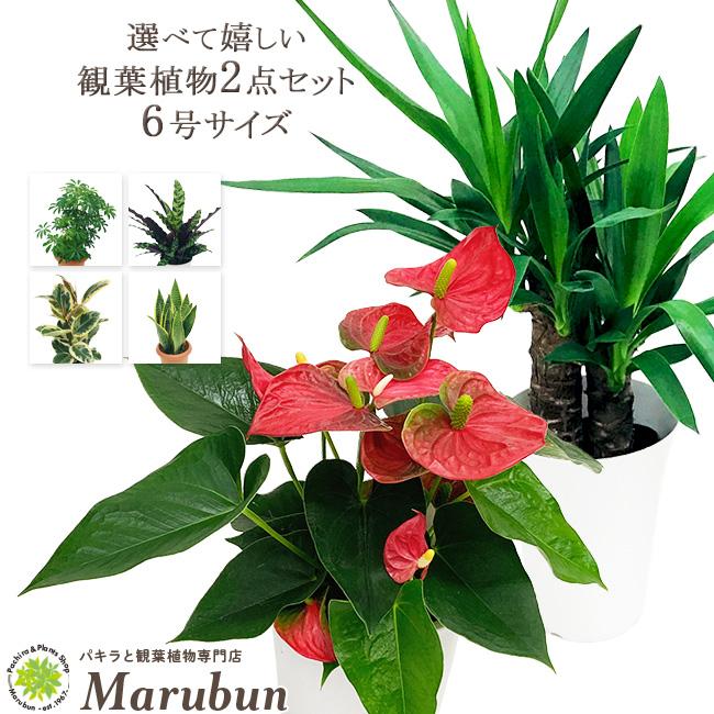 選べる観葉植物 2点セット 6号サイズ インテリア おしゃれ パキラ ローレンチ ゴムの木 モンステラ プレゼント 女性 男性 Select 2 6 パキラと観葉植物専門店 Marubun 通販 Yahoo ショッピング