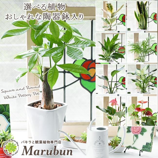選べる観葉植物 おしゃれな陶器鉢入り 卓上ミニサイズ 陶器受け皿付 小型 インテリア パキラ ローレンチ ゴムの木 オーガスタ Toki B パキラと観葉植物専門店 Marubun 通販 Yahoo ショッピング
