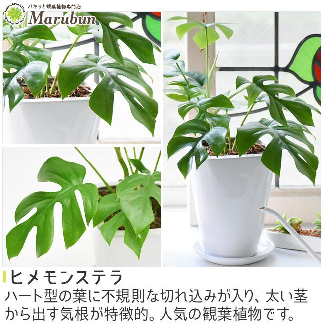 クリスマス特集22 不二貿易 観葉植物スプリット22 ガーデニング園芸用品 花 野菜 観葉植物 種 栽培セット Tsujide Co Jp
