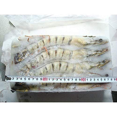 共同購入価格 築地丸中 最大級ブラックタイガー 海老10尾入り えび エビ クーポン在庫有 Www Eventizer Io