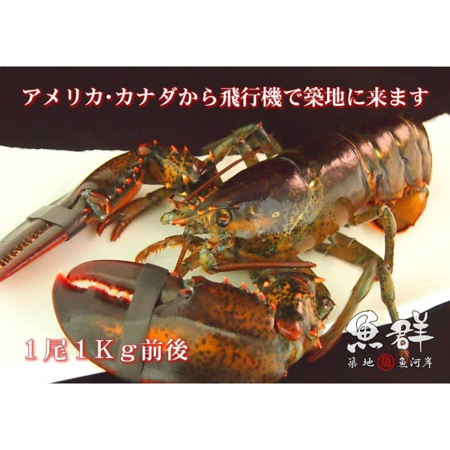 即発送可能 築地魚群 活オマール海老 ロブスター 1kg前後サイズ アメリカ カナダ産 1尾 偉大な Vinylspotnyc Com