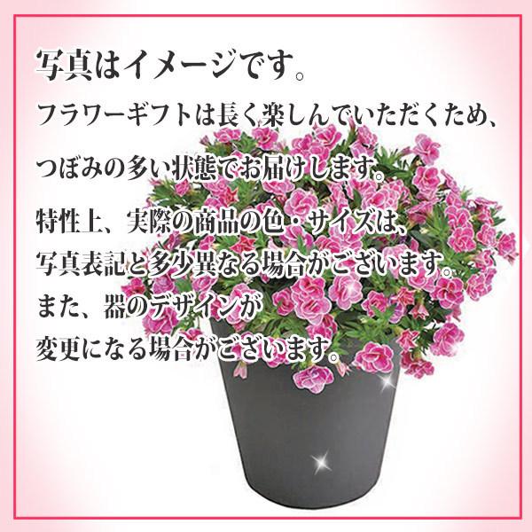 新品 母の日 ミディ胡蝶蘭 母2 ユミ