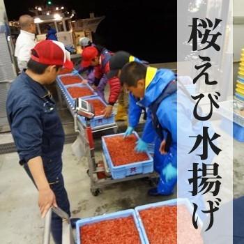 生桜えび100g｜静岡県産　由比｜製造元自社から発送｜ |  | 01