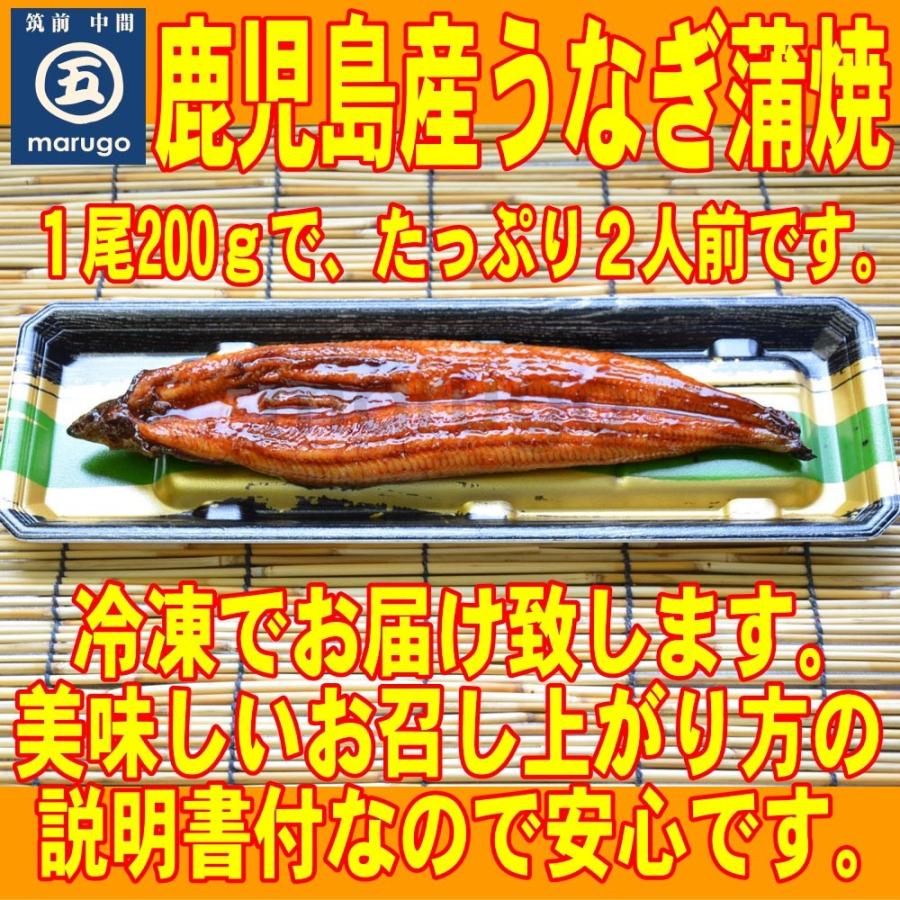 鹿児島産 特大うなぎ蒲焼 1尾 約0g前後 濃厚甘口九州醤油ベースの蒲焼タレ２本付 ４尾以上で送料無料 国産 九州産 Unagikagoshima0 1 マル五ヤフーショップ 通販 Yahoo ショッピング