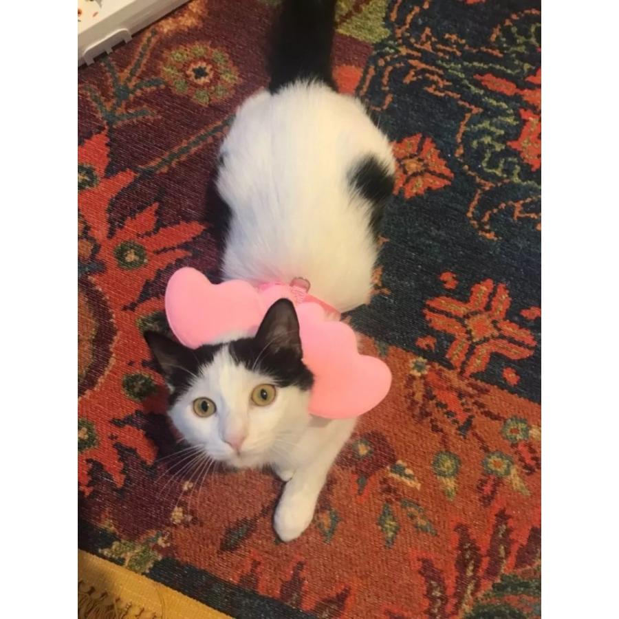 ジャックオーランタン(パープル)わんちゃん猫ちゃん用首輪 zy-cwyp135.jpg