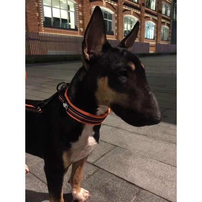 売り尽くしセール中 犬 首輪 犬用首輪 軽い首輪 シンプル 2重 いたくない ソフト メッシュ 送料無料 首輪リードか マルハチジャパンyahoo 店 通販 Yahoo ショッピング