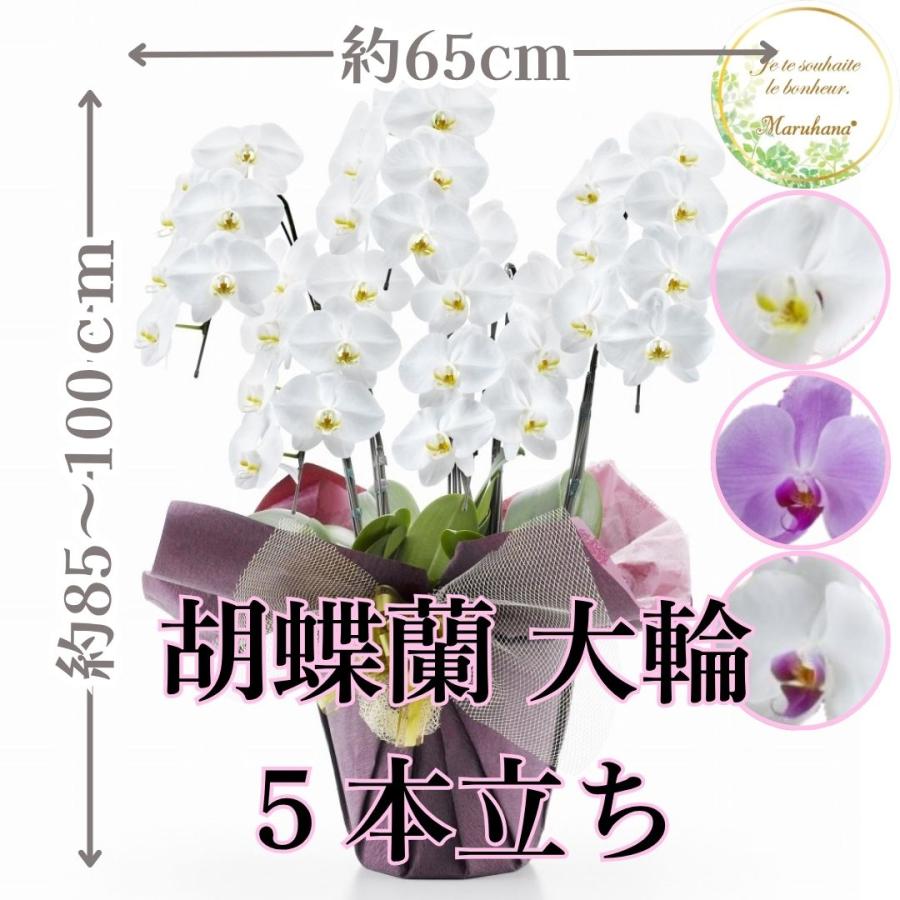 人気ショップが最安値挑戦 大輪 胡蝶蘭 5本立ち 35輪以上 送料無料 花 ギフト お歳暮 開業祝 開店祝 移転祝い お誕生日 各種ギフト お供えに 1ww0507 Flowershopマルハナ 通販 Yahoo ショッピング 超人気の Www Maxipiso Com Ar
