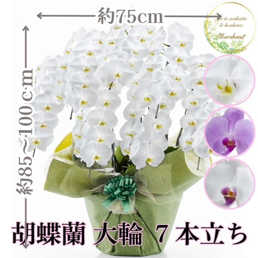胡蝶蘭 大輪 鉢花 白 7本立ち 70輪以上 開業祝 送料無料