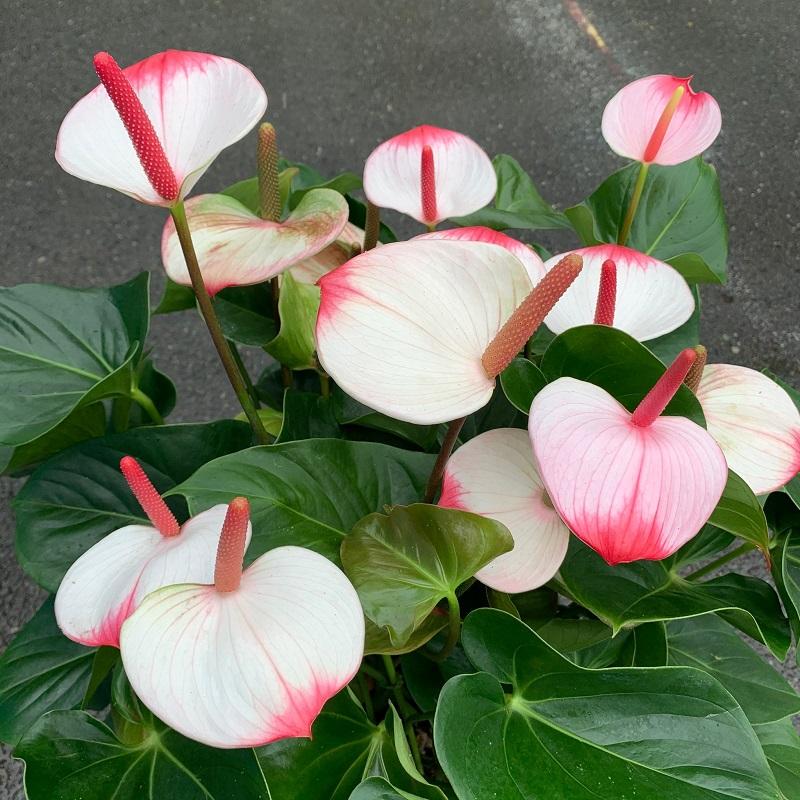 アンスリウム 白ピンク アマリアエレガンス 10号 送料無料 花 ギフト おすすめ 指定日配達 父の日 ギフト お中元 お誕生日 開店祝 移転祝 御祝 Flowershopマルハナ 通販 Yahoo ショッピング