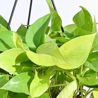 ポトス 5号 吊鉢【ギフト/観葉植物/風水/各種ギフト/お供えに