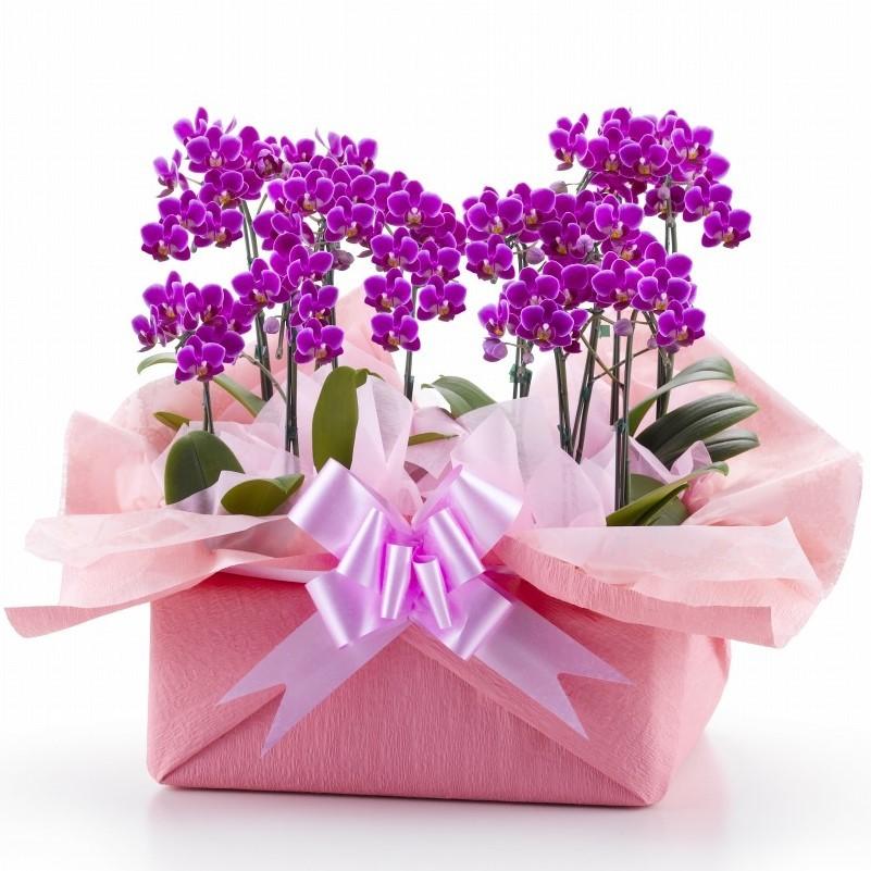 とりわけ胡蝶蘭ギフト　１２本立ち（６鉢入）の通販|ホームセンターコメリドットコム