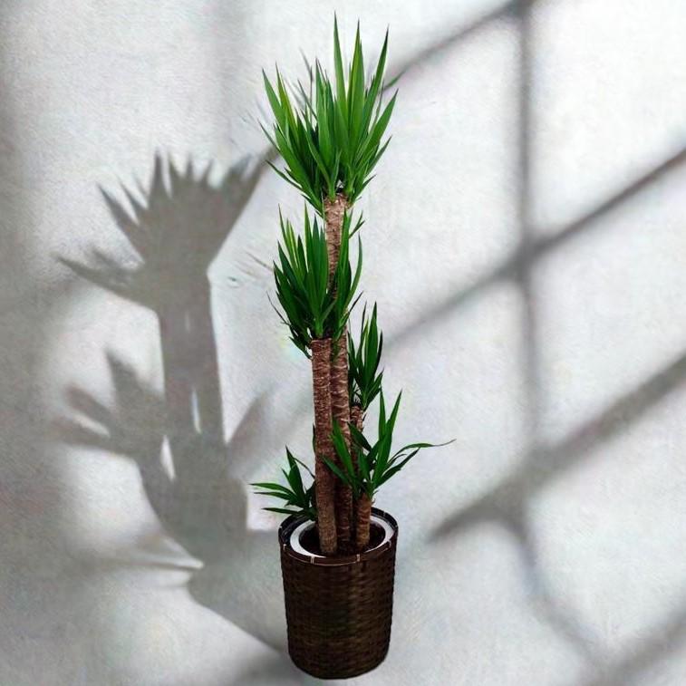 ユッカ　青年の木　２本　観葉植物　抜き根発送　送料込み 在庫あり】ユッカ 青年の木 10寸 カゴ付き(佐川急便での配送です