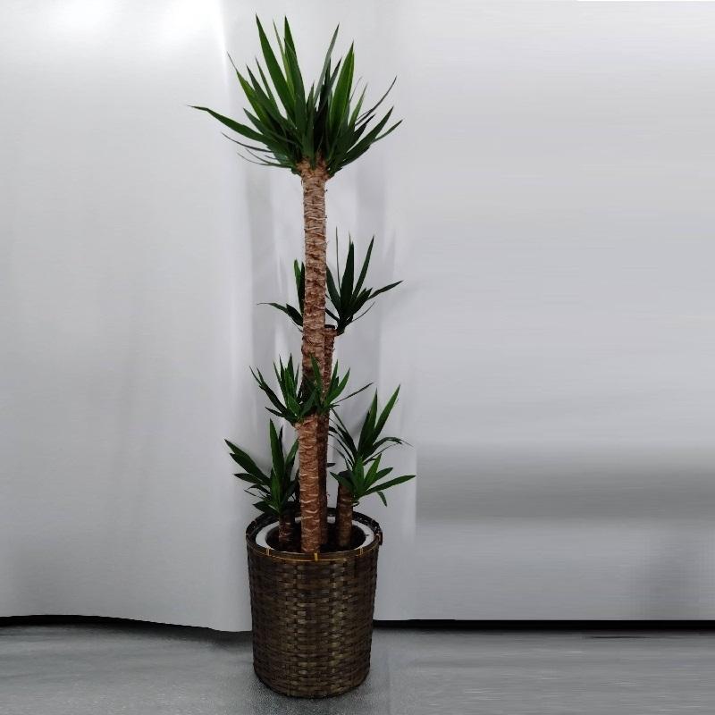 ユッカ　青年の木　２本　観葉植物　抜き根発送　送料込み 在庫あり】ユッカ 青年の木 10寸 カゴ付き(佐川急便での配送です
