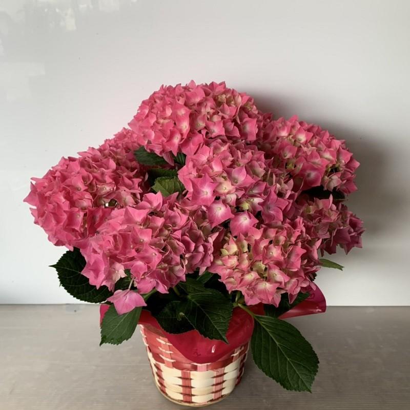 今季も再入荷 あじさい 5号 選べるお色 送料無料 母の日 ハイドランジア 紫 赤 青 パープル ピンク ブルー 花 ギフト お誕生日 各種ギフト お供えに