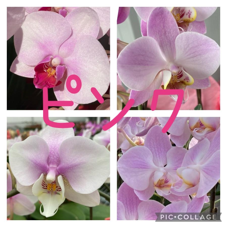 ギフトにも♡テーブルサイズ♡胡蝶蘭3本立 選べるお色 中輪 胡蝶蘭 3本立ち テーブル胡蝶蘭【送料無料】お中元